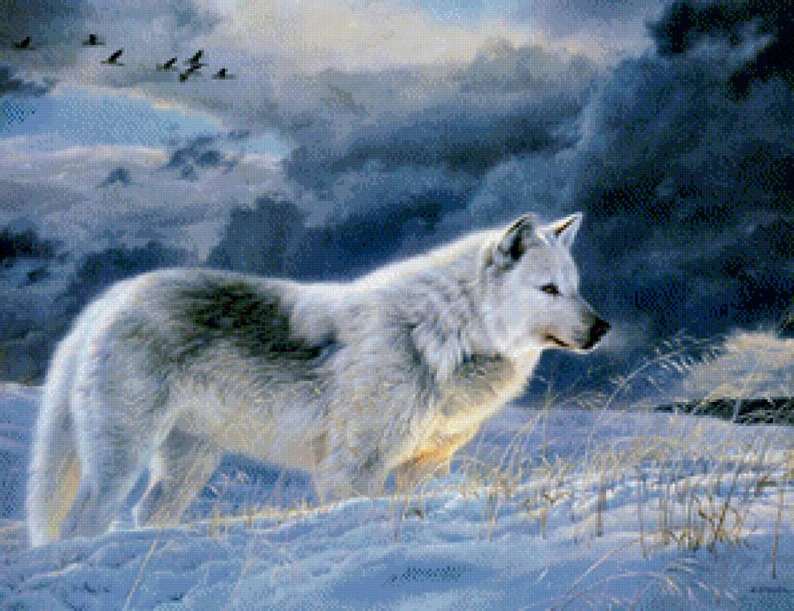 Серия "Волки" - снег, пейзаж, волки, зима, животные - предпросмотр