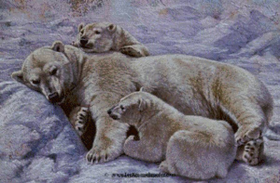 Серия "Медведи" - снег, пейзаж, медведи, животные, зима - предпросмотр