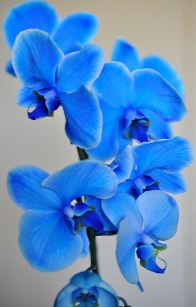 Голубые орхидеи - орхидеи, цветы - оригинал