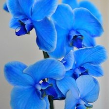 Оригинал схемы вышивки «Голубые орхидеи» (№483192)