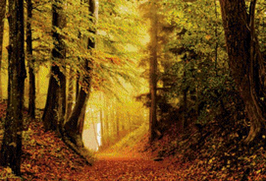 Осенний лес - листья, осень, дорога, лес - предпросмотр