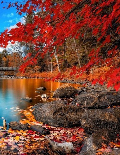 Осень - листья, пруд, лес, красный, осень, мост - оригинал