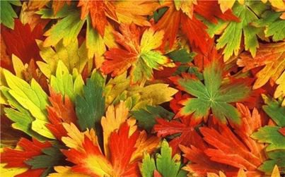 ЛИСТВА - листья, осень - оригинал