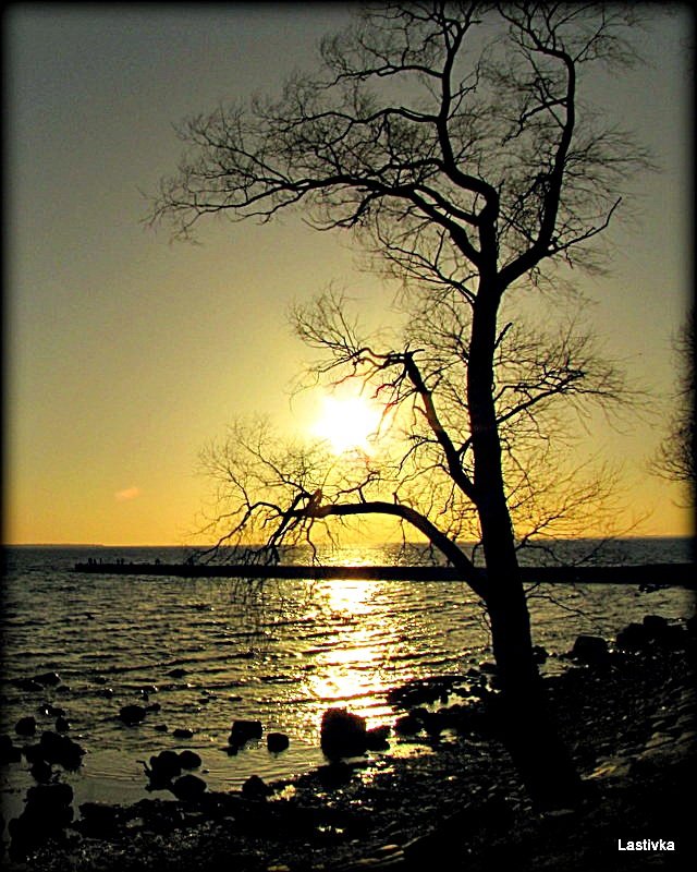 Дерево на берегу во время заката - берег, дерево, закат - оригинал