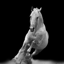 Белая лошадь, на черном фоне