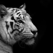 Оригинал схемы вышивки «Белый тигр» (№483590)