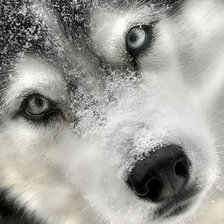 Схема вышивки «взгляд волчицы»
