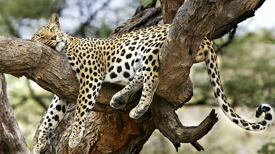 Леопард отдыхает - животные, леопард - оригинал