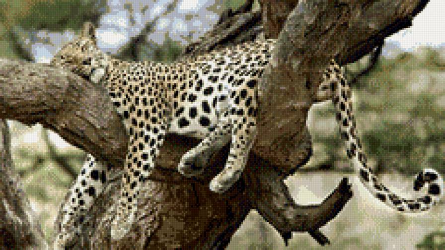 Леопард отдыхает - животные, леопард - предпросмотр