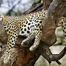 Леопард отдыхает