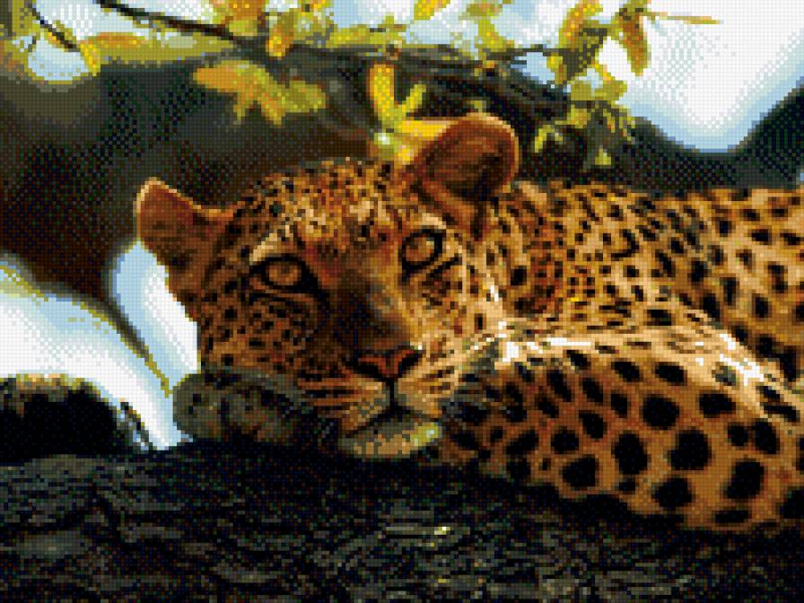 Леопард - животные, леопард - предпросмотр