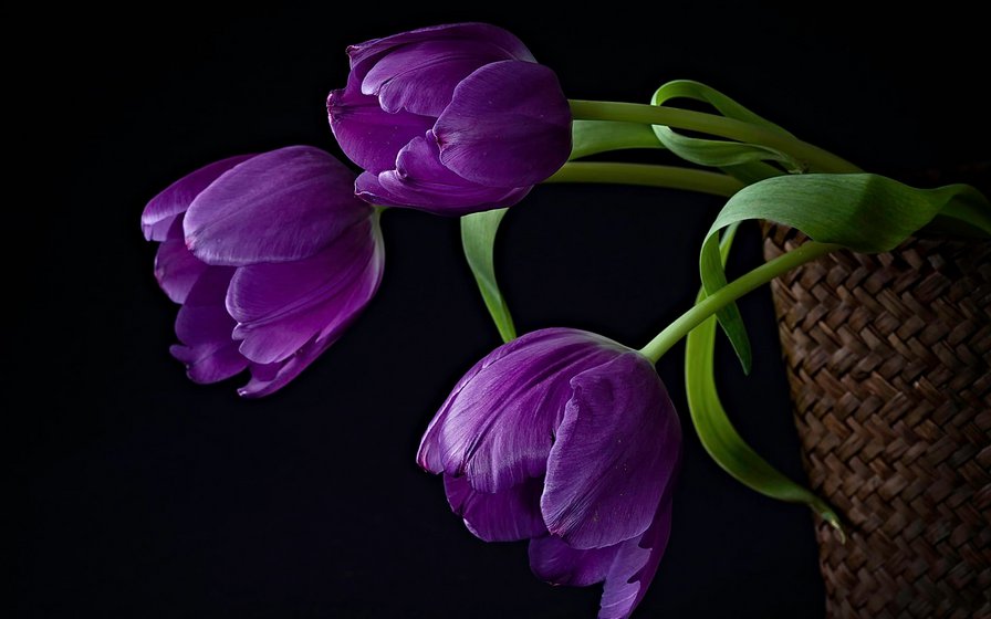 тюльпаны на черном - цветы - оригинал