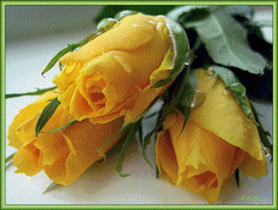 желтые розы - розы, цветы - предпросмотр