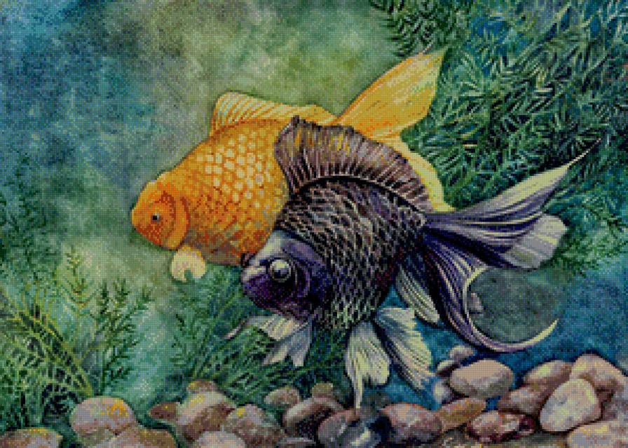 аквариум - рыба, вода, водоросли, золотая рыбка, живопись, камни, природа, пара - предпросмотр