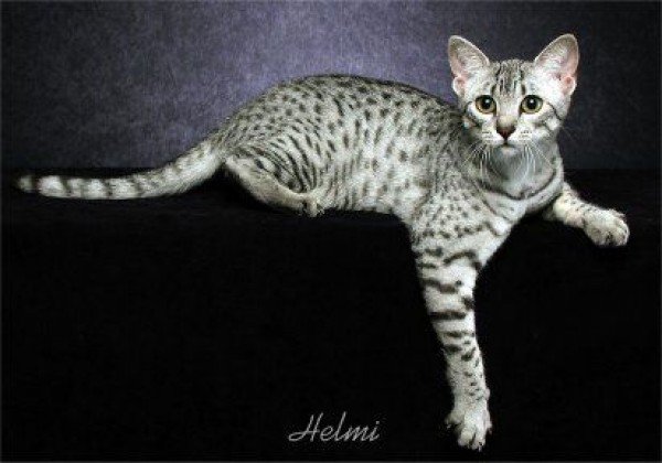Египетская мау - кот, кошка - оригинал