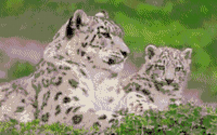 Білі леопарди - предпросмотр