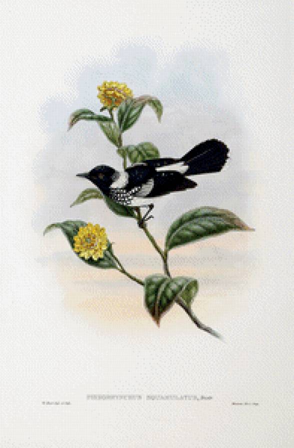 Серия "Птички-невелички" - птицы, сороки, цветы - предпросмотр