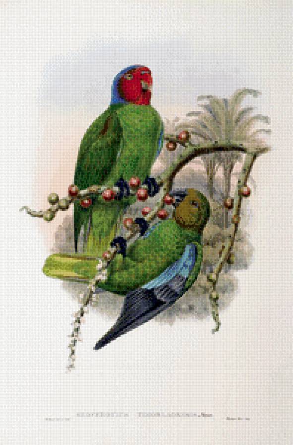 Серия "Птички-невелички" - попугаи, птицы - предпросмотр