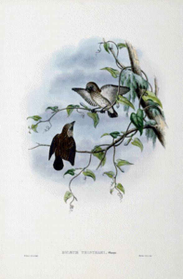 Серия "Птички-невелички" - пейзаж, птицы - предпросмотр