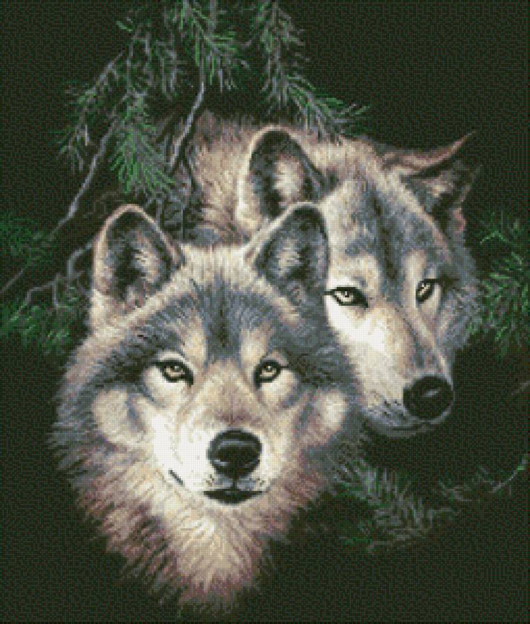 Пара волков - животные, волки - предпросмотр