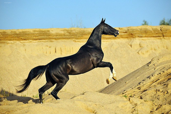 серия "кони" - животные.конь.лошадь - оригинал