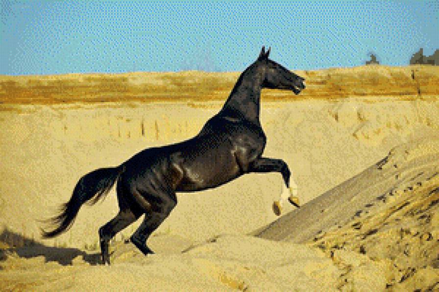 серия "кони" - животные.конь.лошадь - предпросмотр