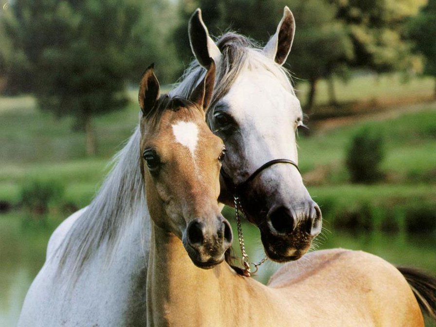 серия "кони" - животные.кони.лошади - оригинал