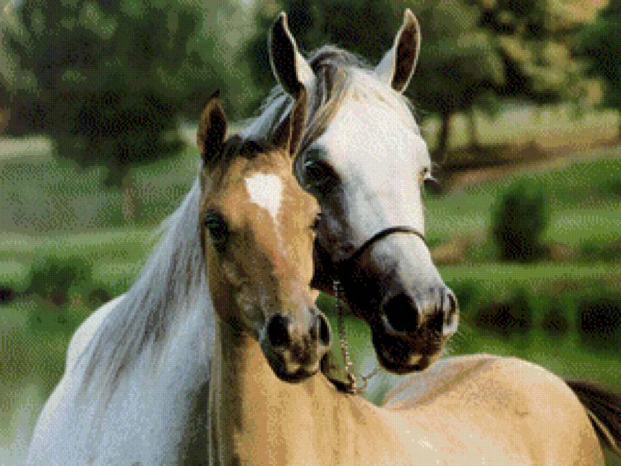 серия "кони" - животные.кони.лошади - предпросмотр