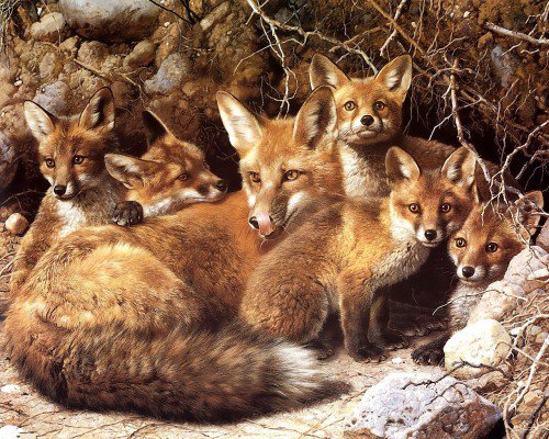 Лисья семья - лисы, дикая природа - оригинал