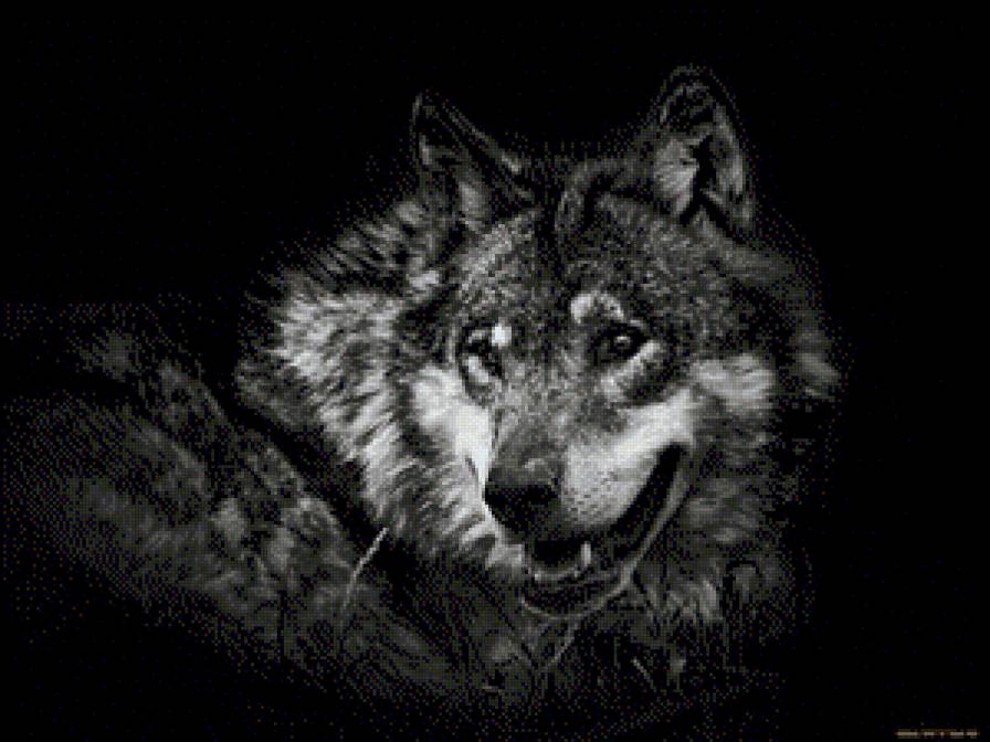 волк - картина, волки, хищники, картины - предпросмотр