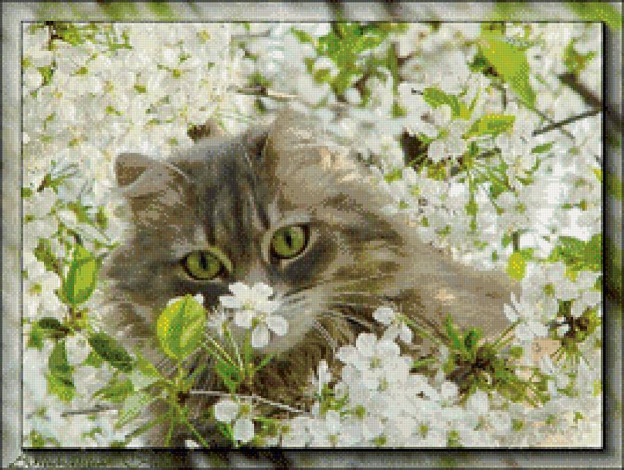 Серая киса в цветах вишни - кошки, цветы - предпросмотр