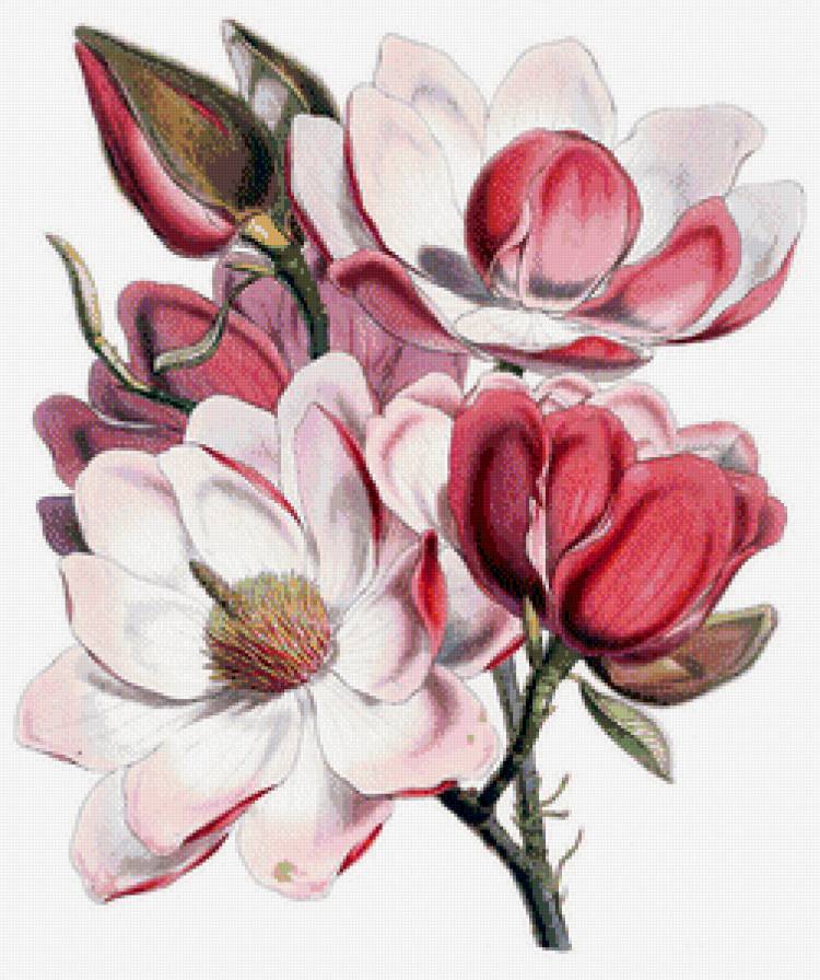 цветущая магнолия - весенние цветы, магнолия, розовые цветы - предпросмотр