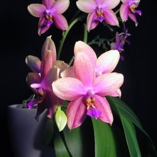 Оригинал схемы вышивки «Орхидеи в вазе» (№487235)
