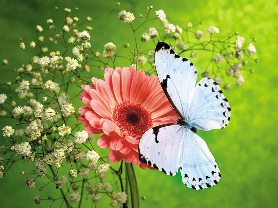 Бабочка на цветке - цветок, герберы, бочка - оригинал