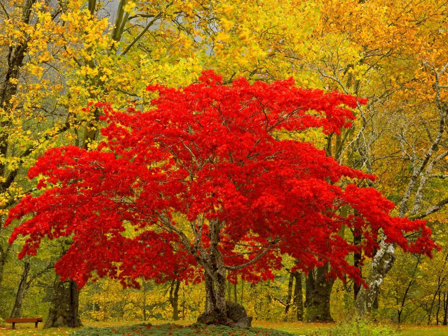 Осенее дерево - лес, осень, дерево - оригинал