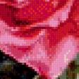 Предпросмотр схемы вышивки «розы» (№487295)