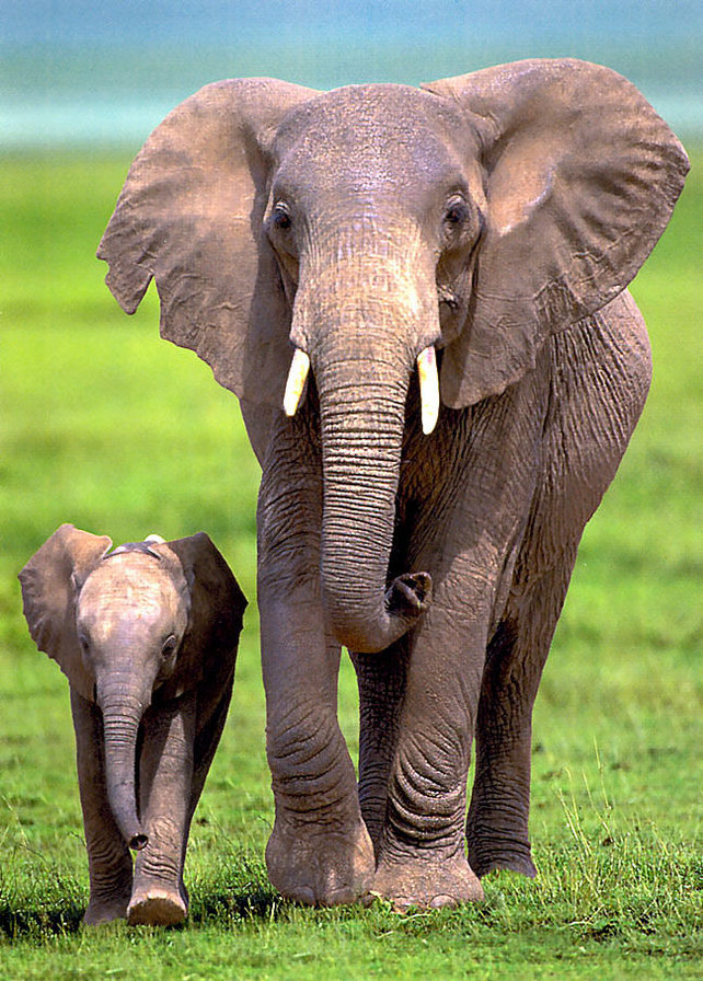 Слоны - саванна, слоны, африка, слон - оригинал