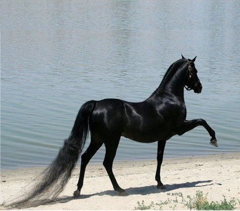 Рысак - лошадь, конь - оригинал