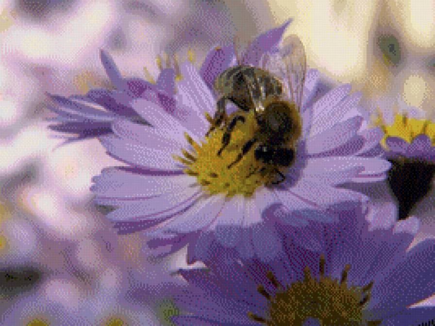 цветы и пчела - насекомые цветы пчела - предпросмотр
