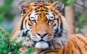 тигр - картины, хищники, картина, пейзаж - оригинал