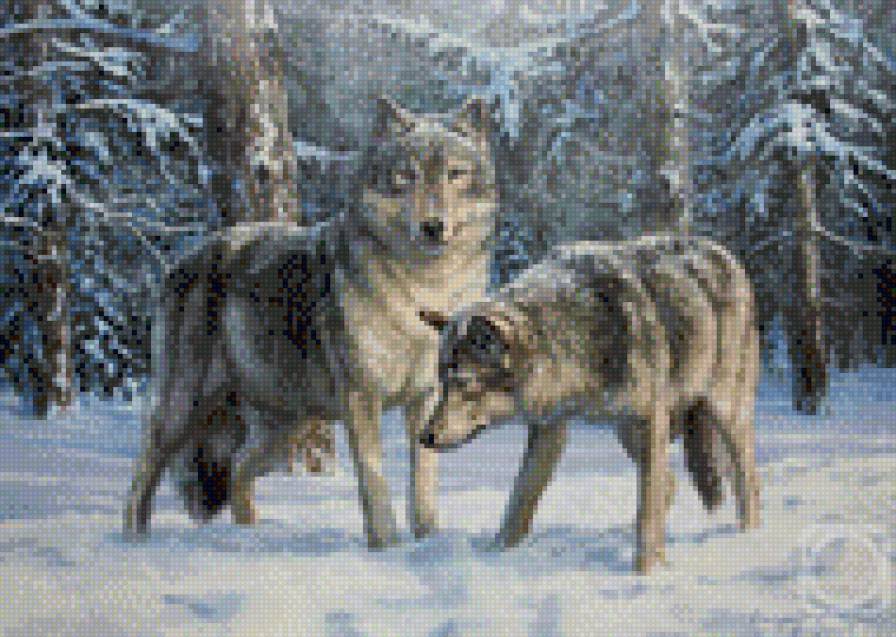 0165 - волки, картина, животные, природа, лес, зима, красота, волк - предпросмотр