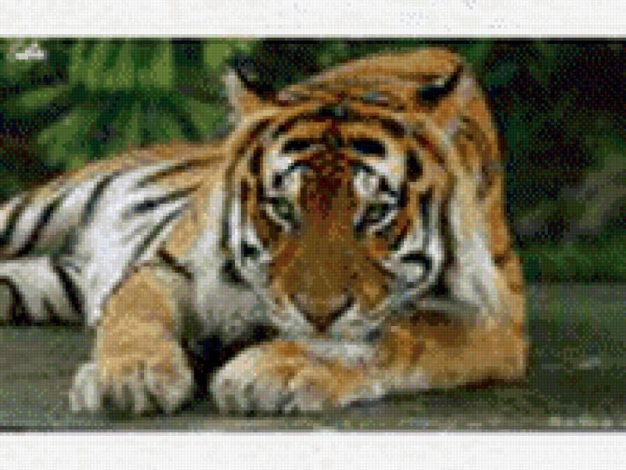 амурский тигр - кошачьи, тигр - предпросмотр