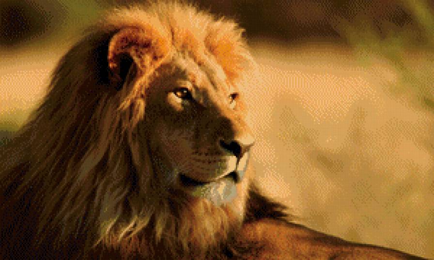 Лев - кошки, дикие животные, лев - предпросмотр