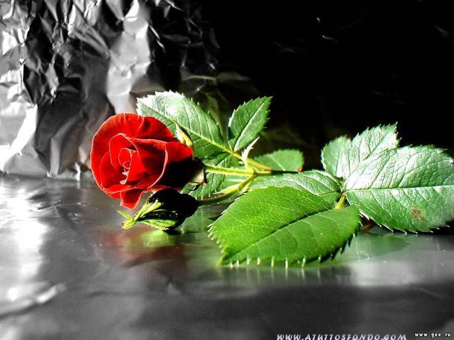 Роза - роза, цветы, розы, цветок - оригинал