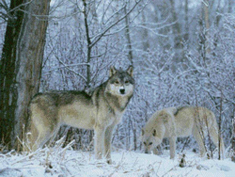 Волки - волки, лес, волк, зима, снег - предпросмотр
