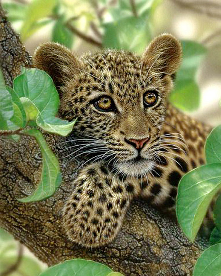 взгляд маленького хищника - дерево, природа, живопись, листья, котенок, леопард - оригинал