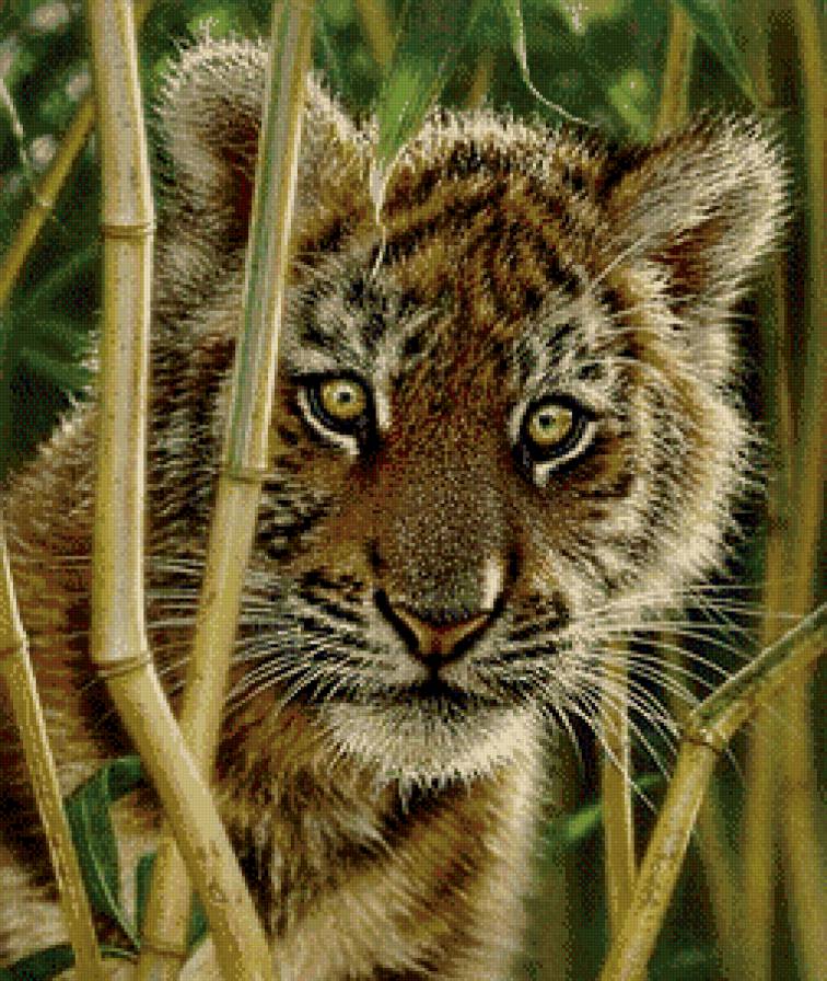 взгляд маленького хищника - тигренок, природа, тигр, котенок, бамбук, живопись - предпросмотр