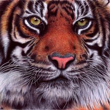 Оригинал схемы вышивки «Взгляд тигра» (№488745)