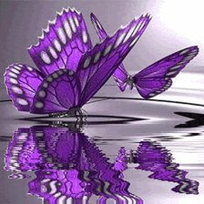 сиреневые бабочки,отражение