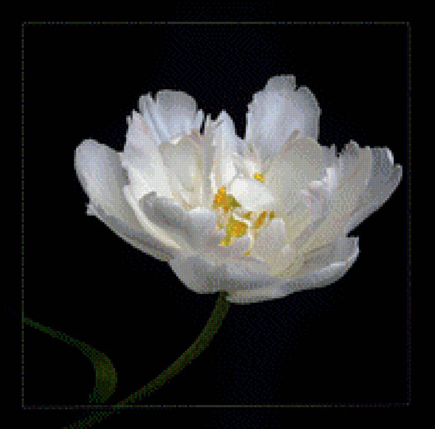 белый тюльпан - предпросмотр